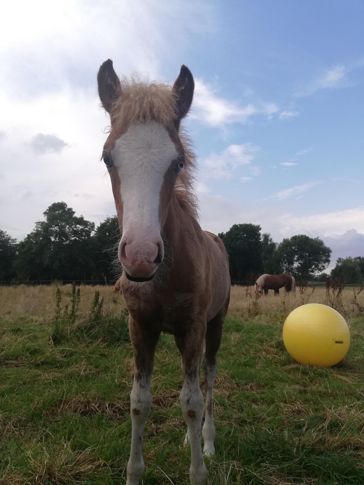 Islænder Gletta fra Østervang billede 19