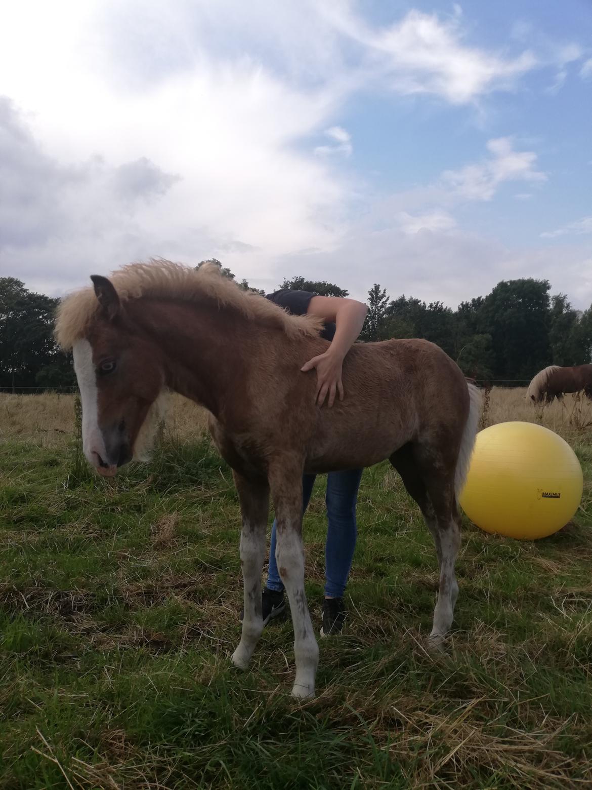 Islænder Gletta fra Østervang billede 20