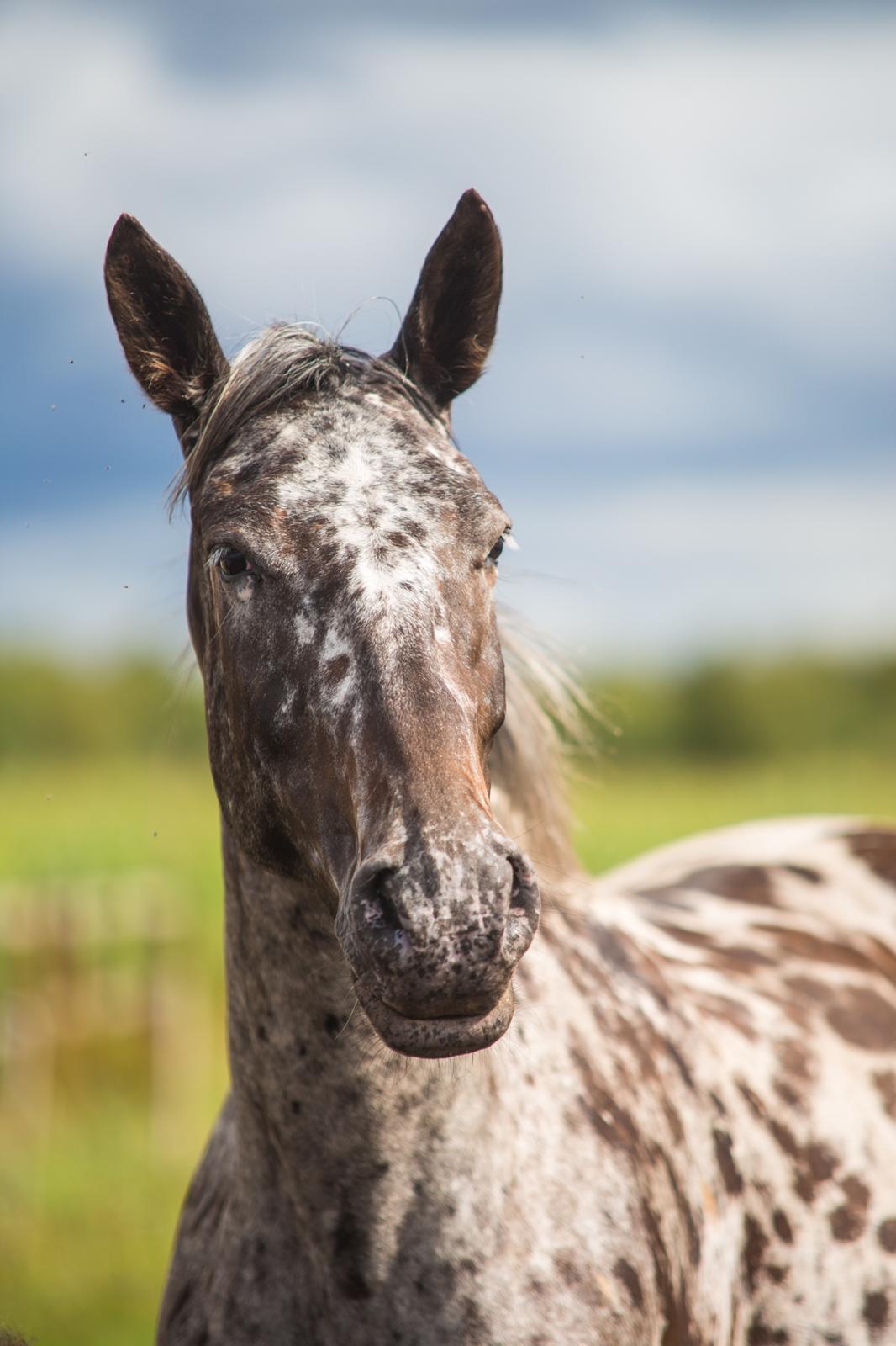 Knabstrupper Ingemanns korsika (afdød 22-1 2021) billede 15