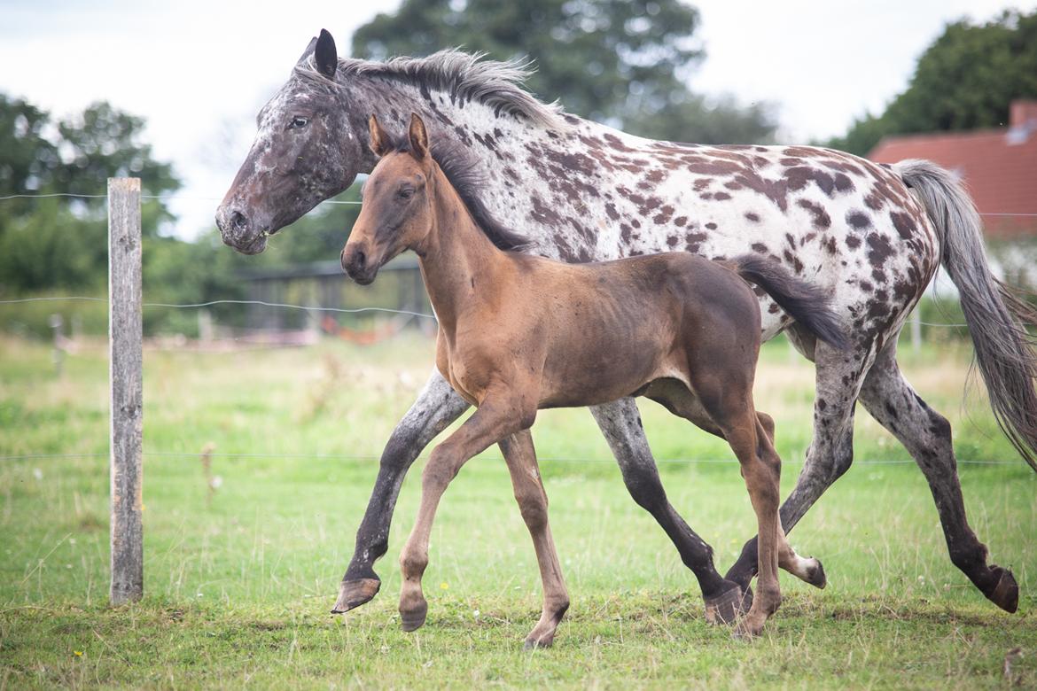 Knabstrupper Ingemanns korsika (afdød 22-1 2021) billede 16