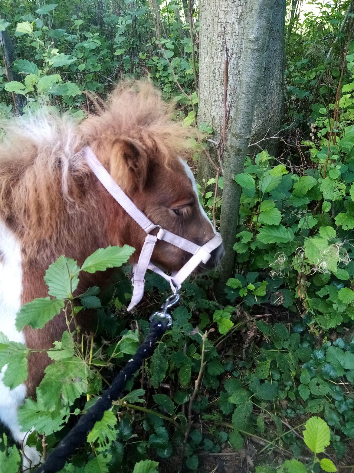 Shetlænder Indian Princess (Indi) - August 2020 - Første gang med grime (25-08) billede 21