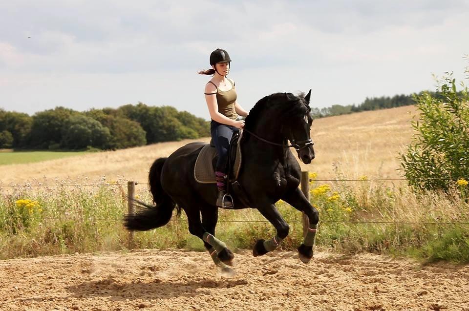 Barockpferd Uhrbrandsmindes Lukas [Avlshingst] billede 25