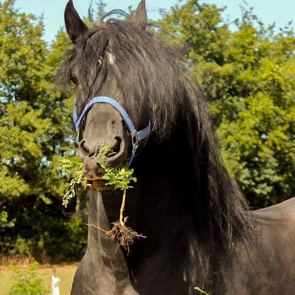 Barockpferd Uhrbrandsmindes Lukas [Avlshingst] billede 5