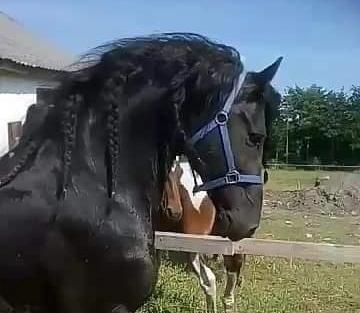 Barockpferd Uhrbrandsmindes Lukas [Avlshingst] billede 12