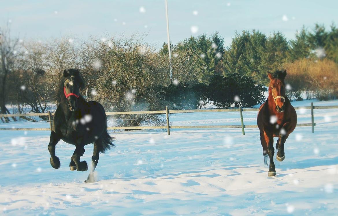 Barockpferd Uhrbrandsmindes Lukas [Avlshingst] billede 9