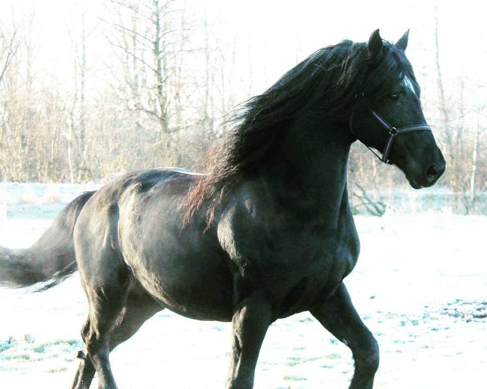 Barockpferd Uhrbrandsmindes Lukas [Avlshingst] billede 27