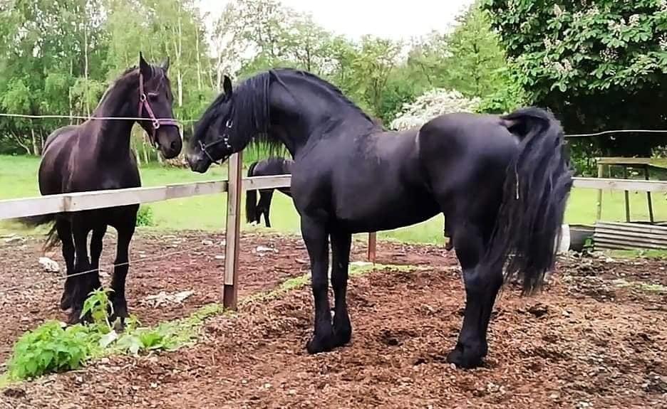 Barockpferd Uhrbrandsmindes Lukas [Avlshingst] billede 17