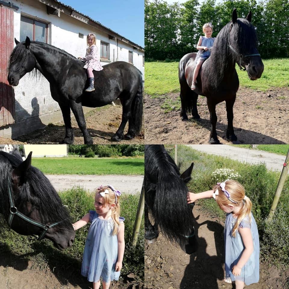 Barockpferd Uhrbrandsmindes Lukas [Avlshingst] billede 19