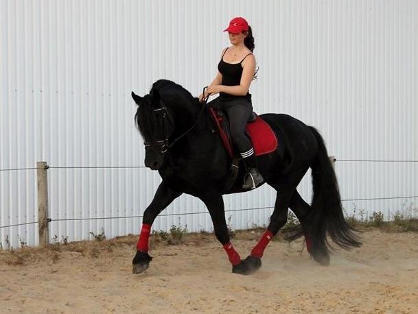 Barockpferd Uhrbrandsmindes Lukas [Avlshingst] billede 28