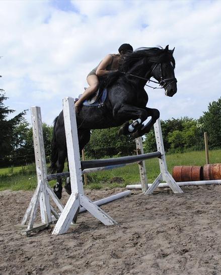 Barockpferd Uhrbrandsmindes Lukas [Avlshingst] billede 24