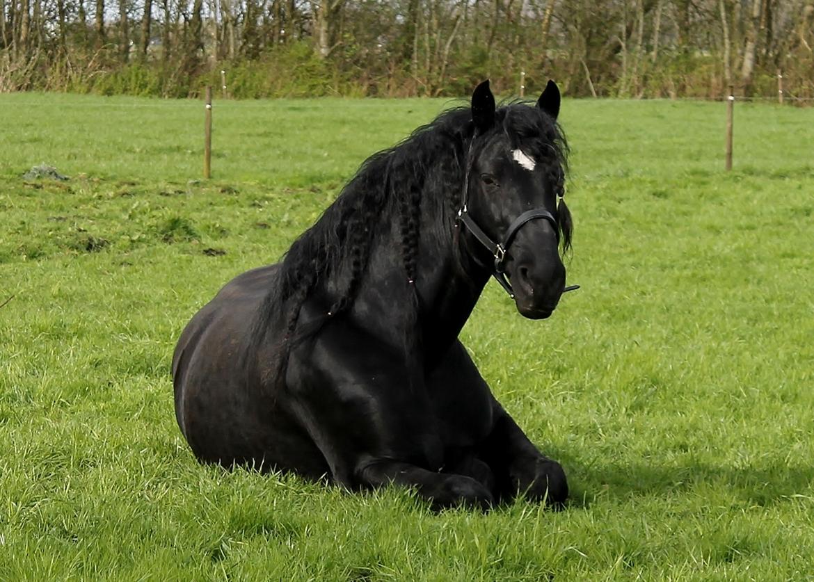 Barockpferd Uhrbrandsmindes Lukas [Avlshingst] billede 23