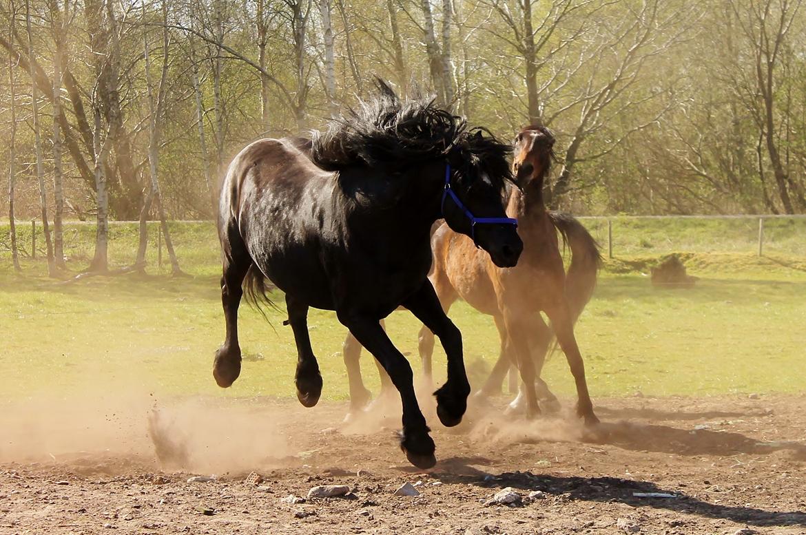 Barockpferd Uhrbrandsmindes Lukas [Avlshingst] billede 30