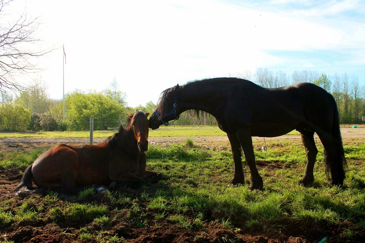 Barockpferd Uhrbrandsmindes Lukas [Avlshingst] billede 22