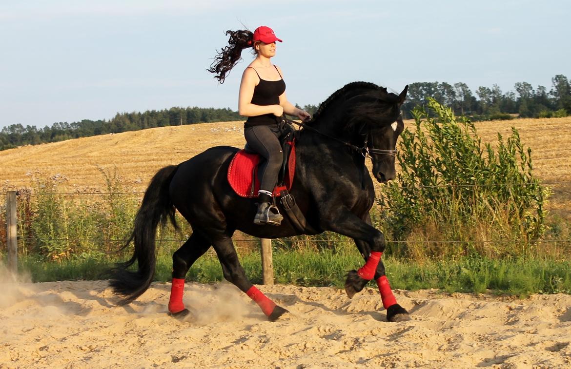 Barockpferd Uhrbrandsmindes Lukas [Avlshingst] billede 32