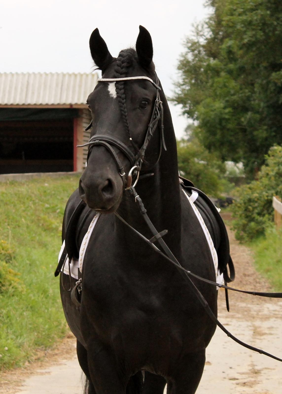 Barockpferd Uhrbrandsmindes Lukas [Avlshingst] billede 18