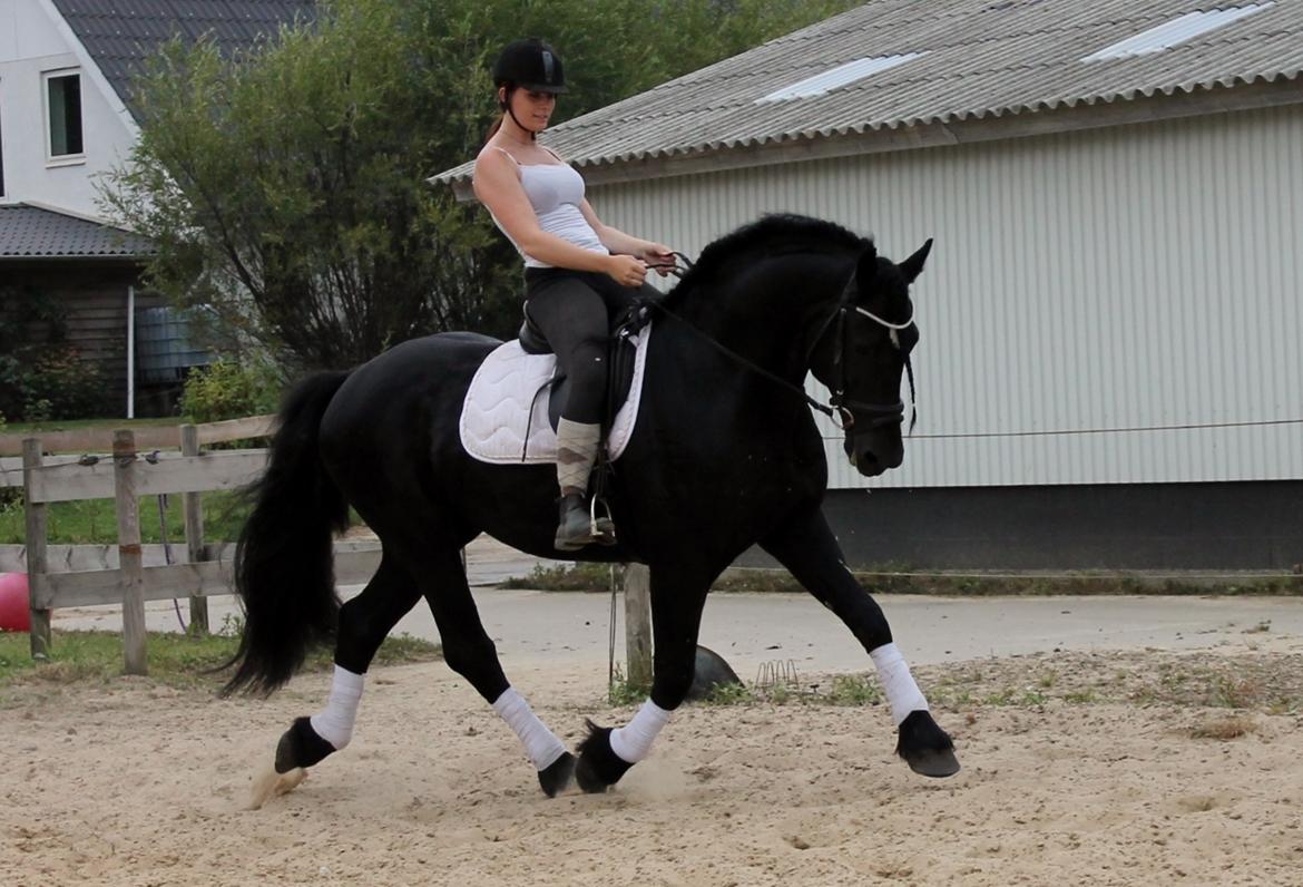 Barockpferd Uhrbrandsmindes Lukas [Avlshingst] billede 33