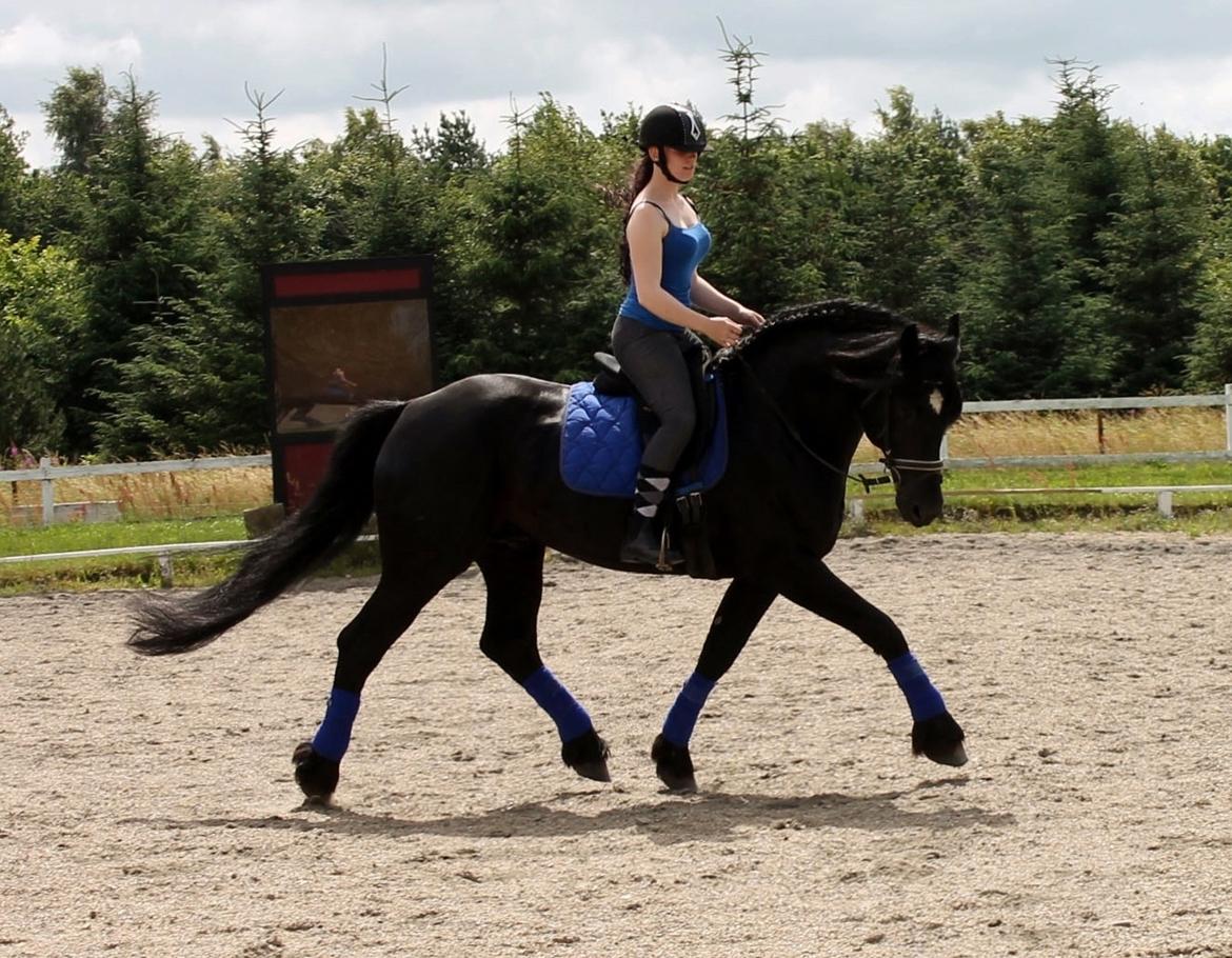 Barockpferd Uhrbrandsmindes Lukas [Avlshingst] billede 34