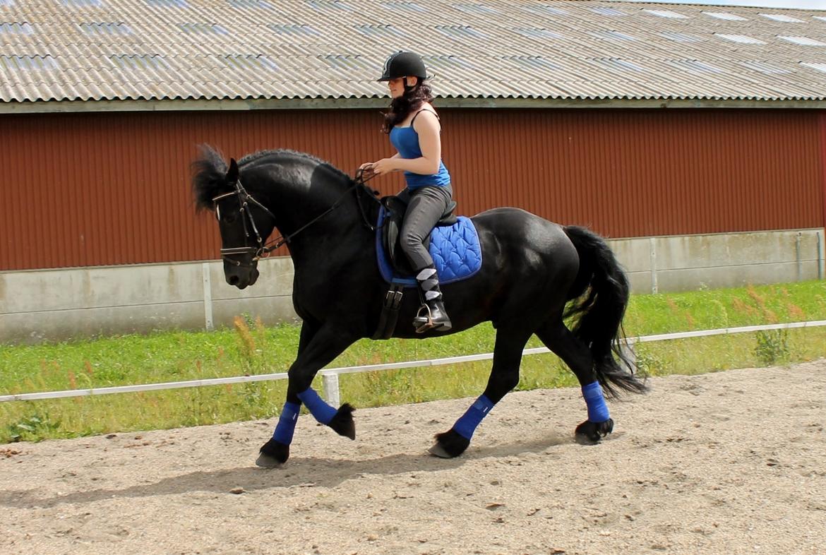 Barockpferd Uhrbrandsmindes Lukas [Avlshingst] billede 3