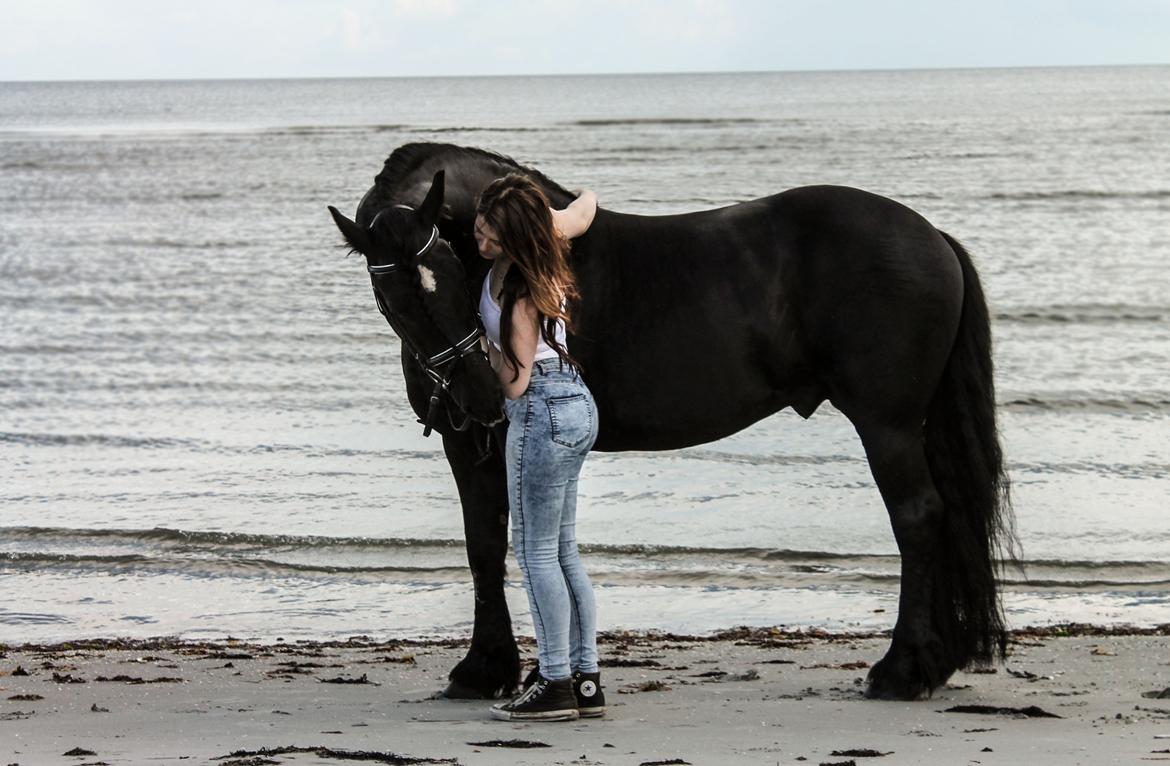 Barockpferd Uhrbrandsmindes Lukas [Avlshingst] billede 4