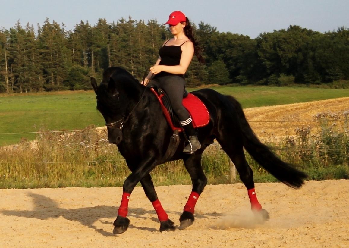 Barockpferd Uhrbrandsmindes Lukas [Avlshingst] billede 31