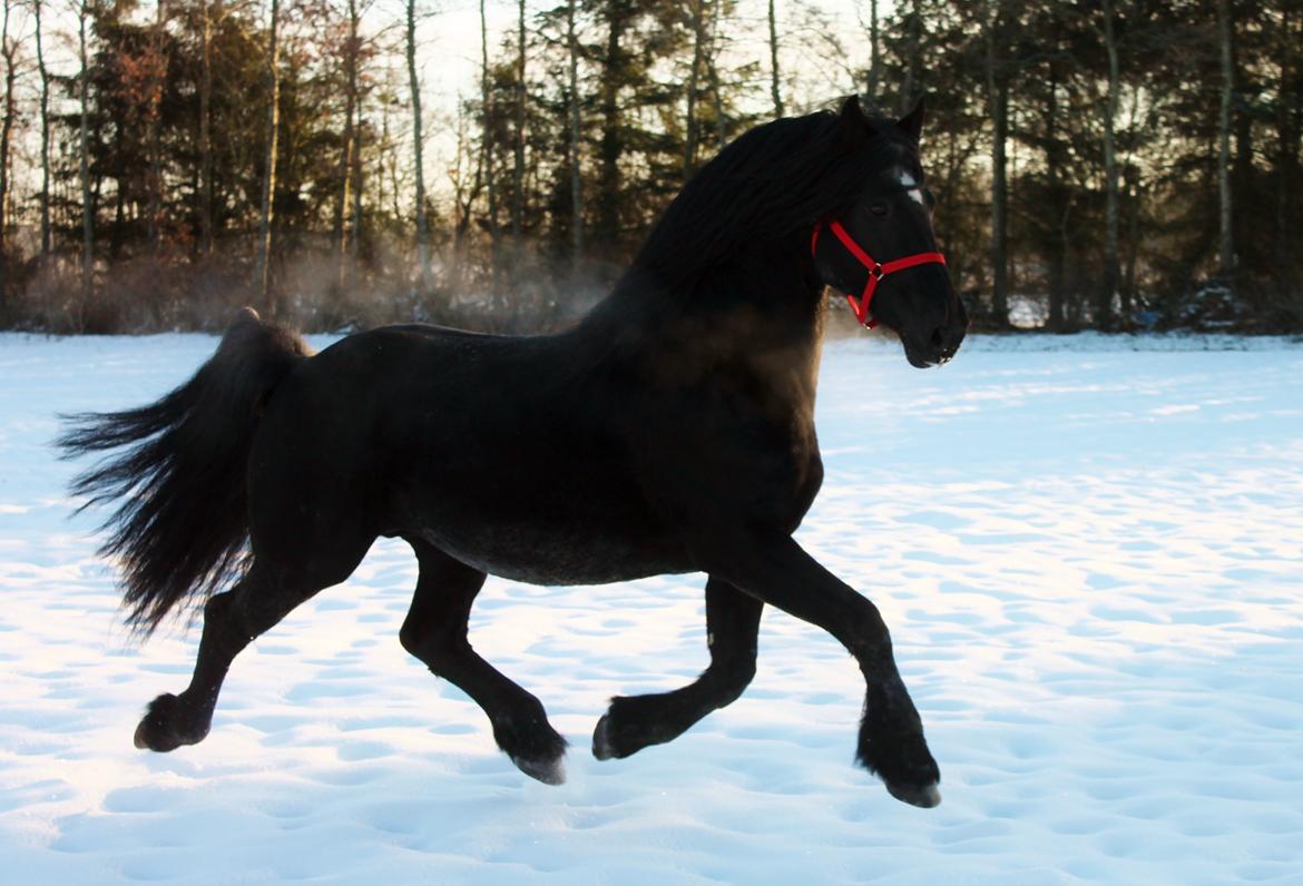 Barockpferd Uhrbrandsmindes Lukas [Avlshingst] billede 37