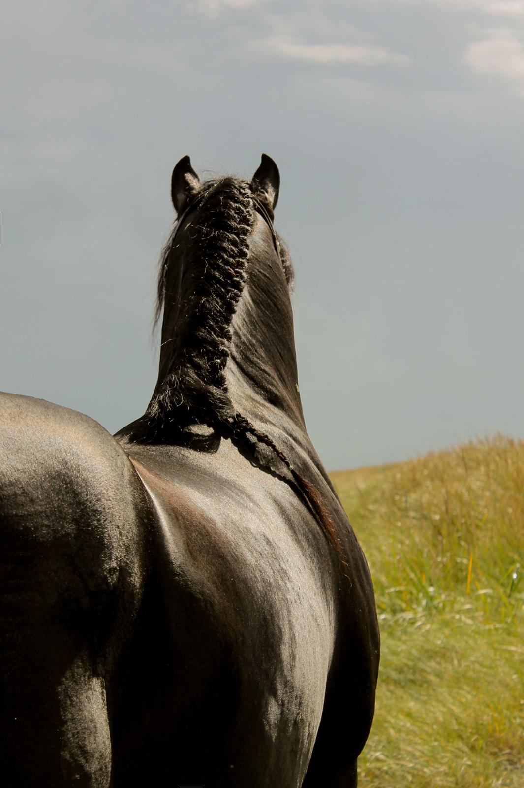 Barockpferd Uhrbrandsmindes Lukas [Avlshingst] billede 36