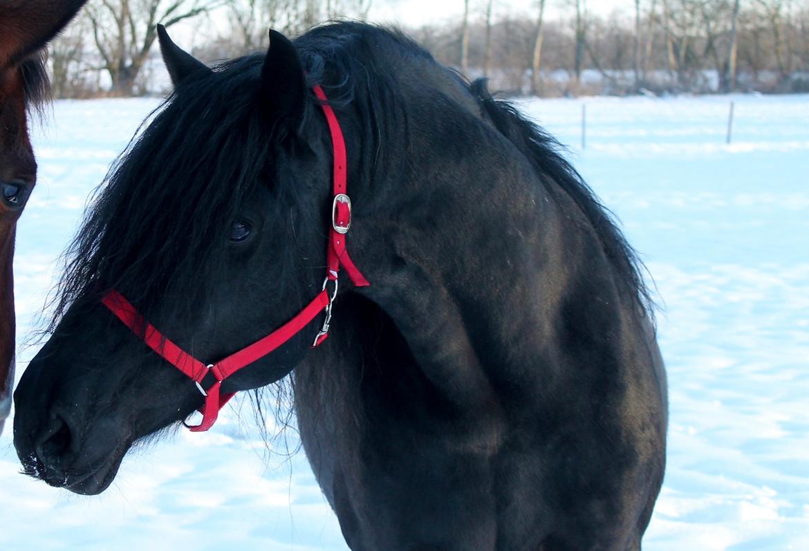 Barockpferd Uhrbrandsmindes Lukas [Avlshingst] billede 39