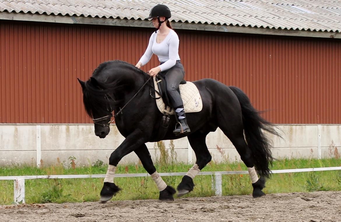 Barockpferd Uhrbrandsmindes Lukas [Avlshingst] billede 42