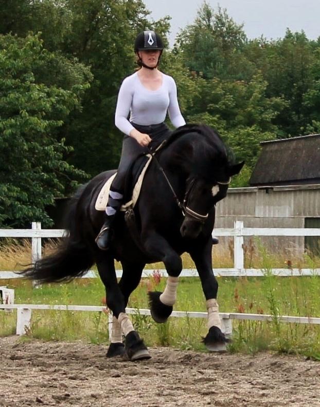 Barockpferd Uhrbrandsmindes Lukas [Avlshingst] billede 8