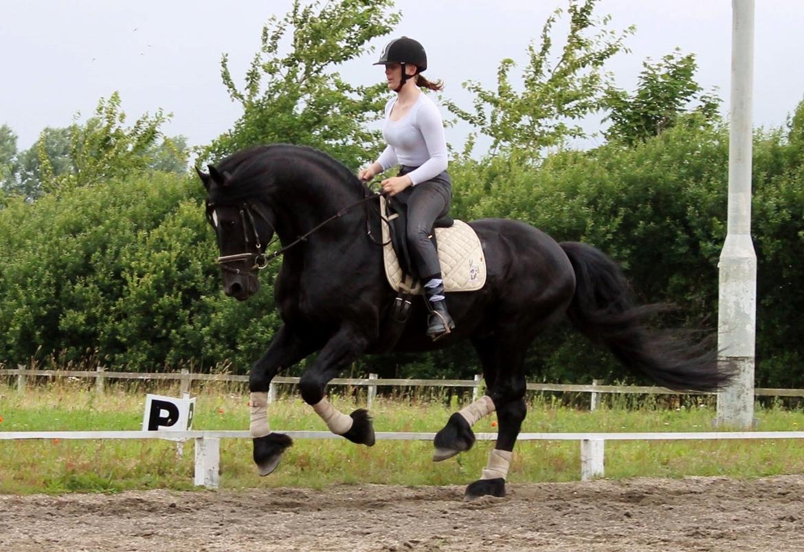 Barockpferd Uhrbrandsmindes Lukas [Avlshingst] billede 1