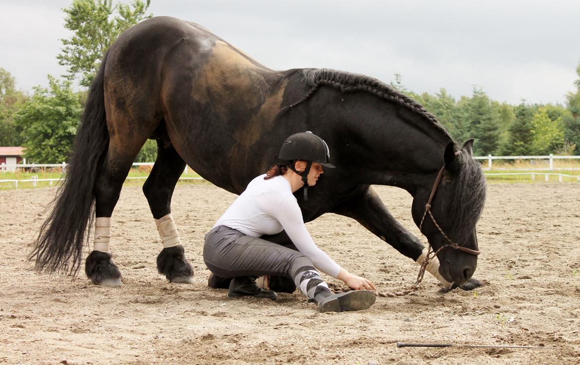Barockpferd Uhrbrandsmindes Lukas [Avlshingst] billede 11