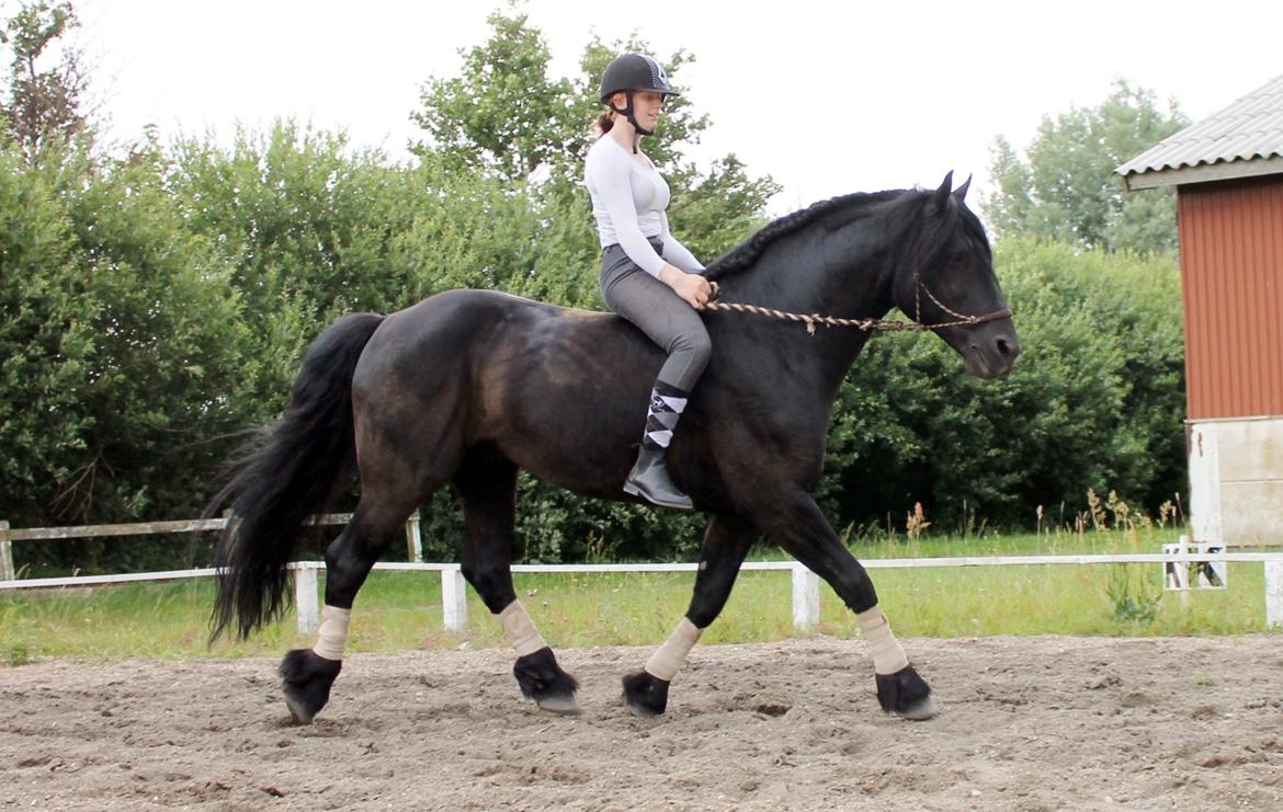 Barockpferd Uhrbrandsmindes Lukas [Avlshingst] billede 44