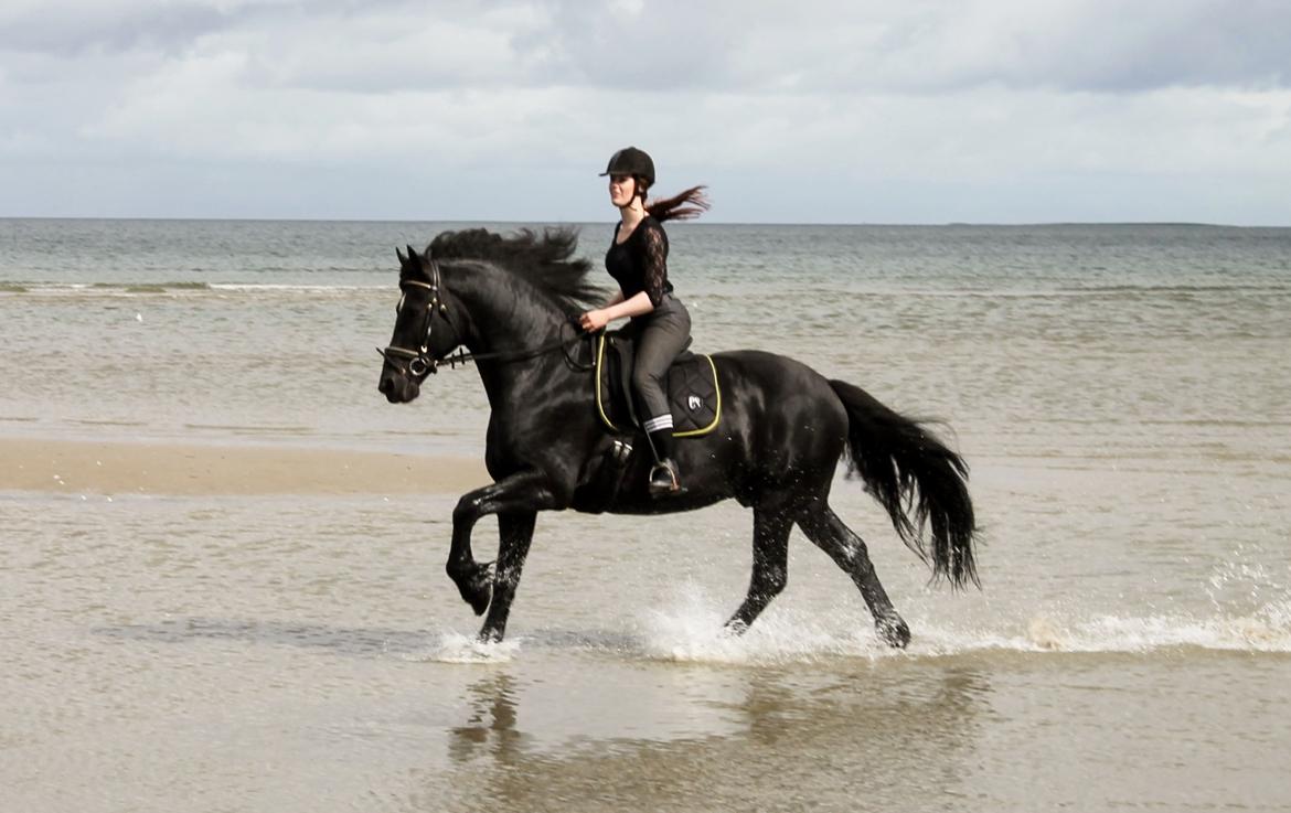 Barockpferd Uhrbrandsmindes Lukas [Avlshingst] billede 2