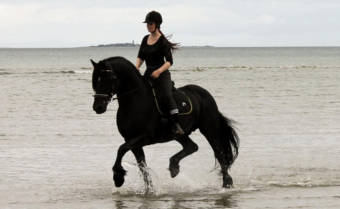 Barockpferd Uhrbrandsmindes Lukas [Avlshingst] billede 26