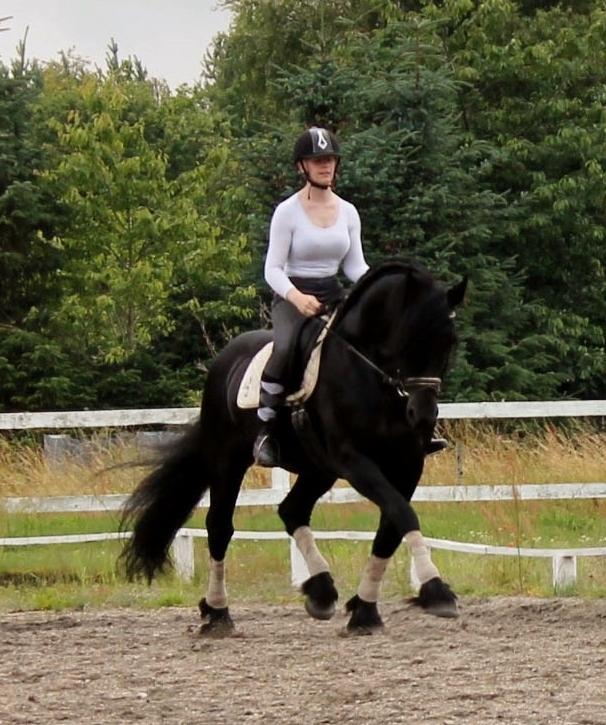 Barockpferd Uhrbrandsmindes Lukas [Avlshingst] billede 38