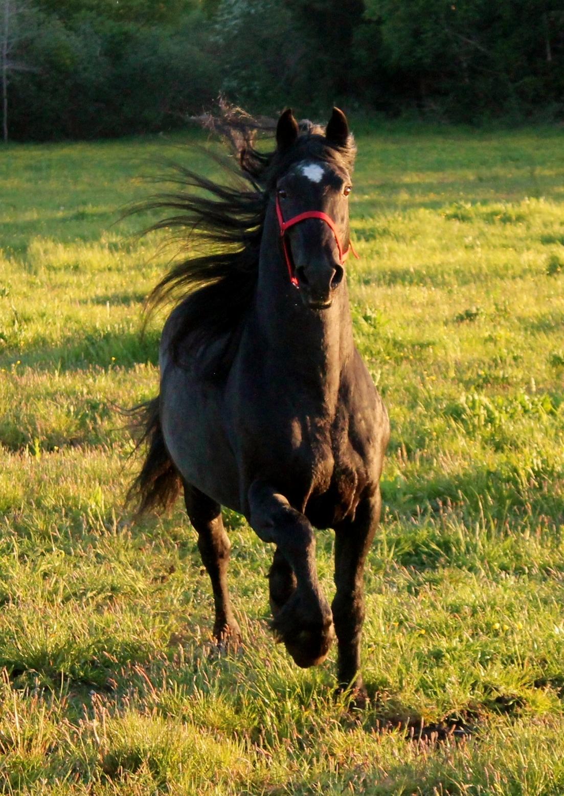 Barockpferd Uhrbrandsmindes Lukas [Avlshingst] billede 46