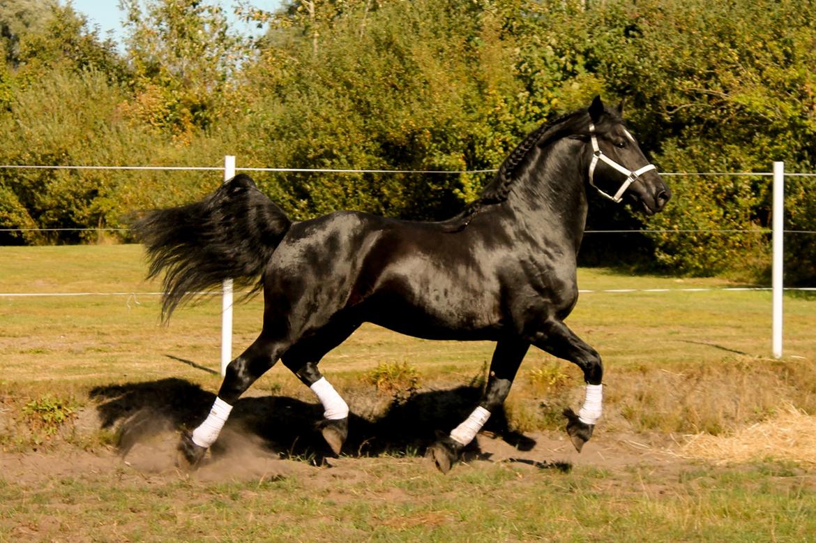 Barockpferd Uhrbrandsmindes Lukas [Avlshingst] billede 47