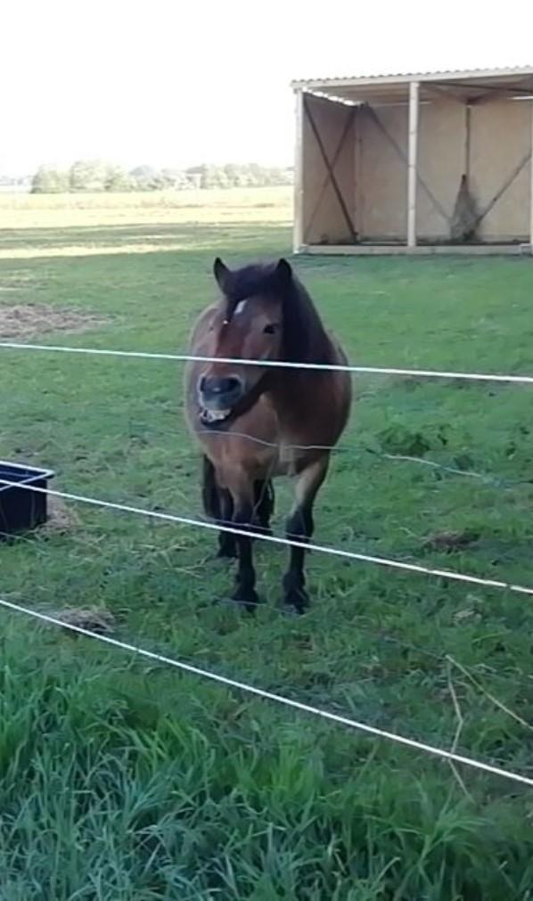 Shetlænder Stjernekiks/Kiksen billede 6