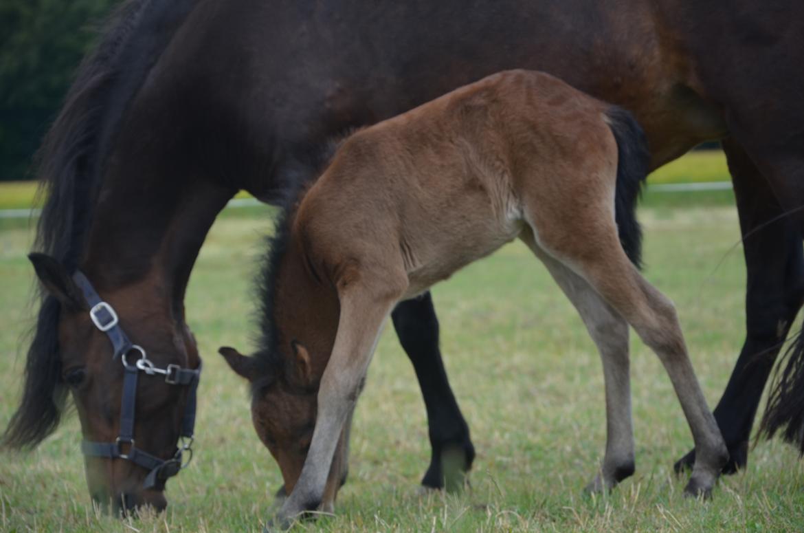 Dartmoor Innis Lille Hvirvel billede 1