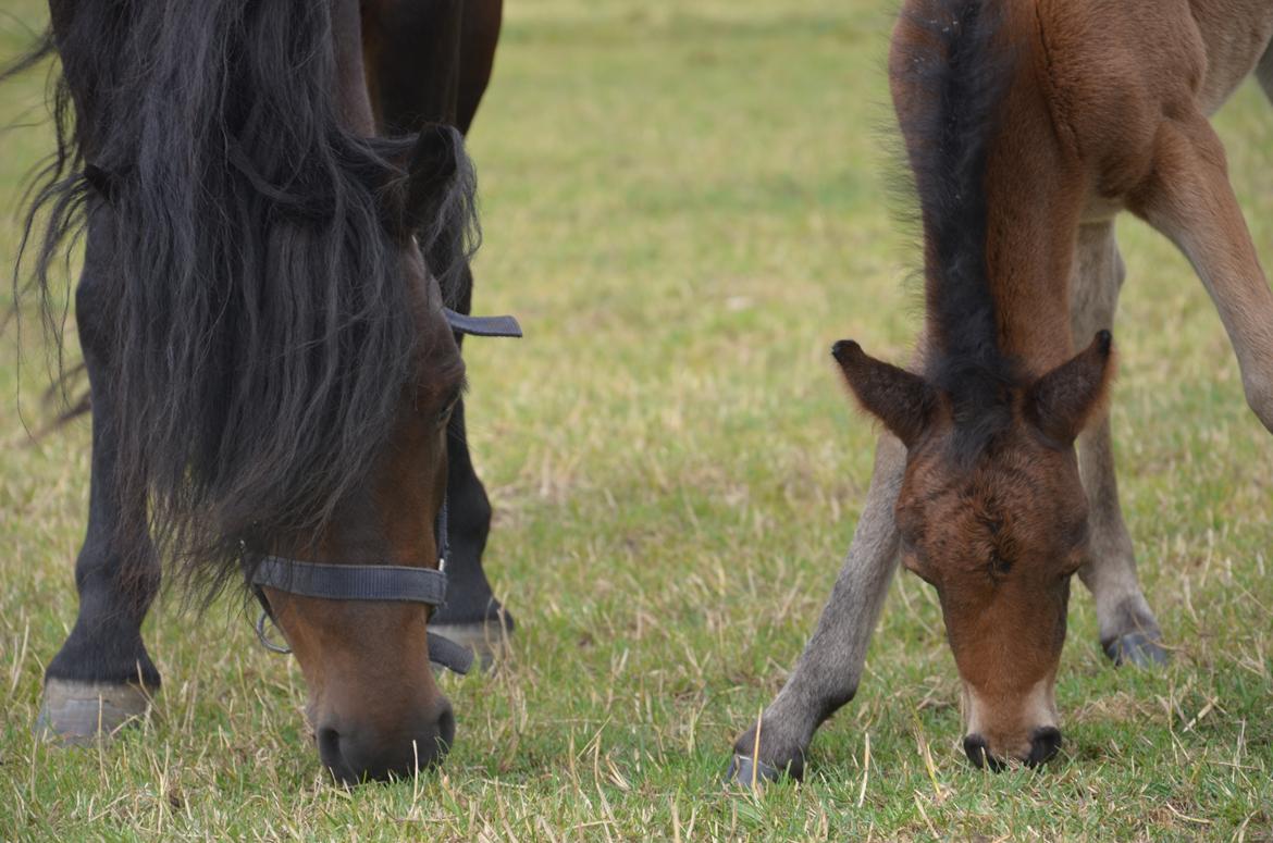 Dartmoor Innis Lille Hvirvel billede 2