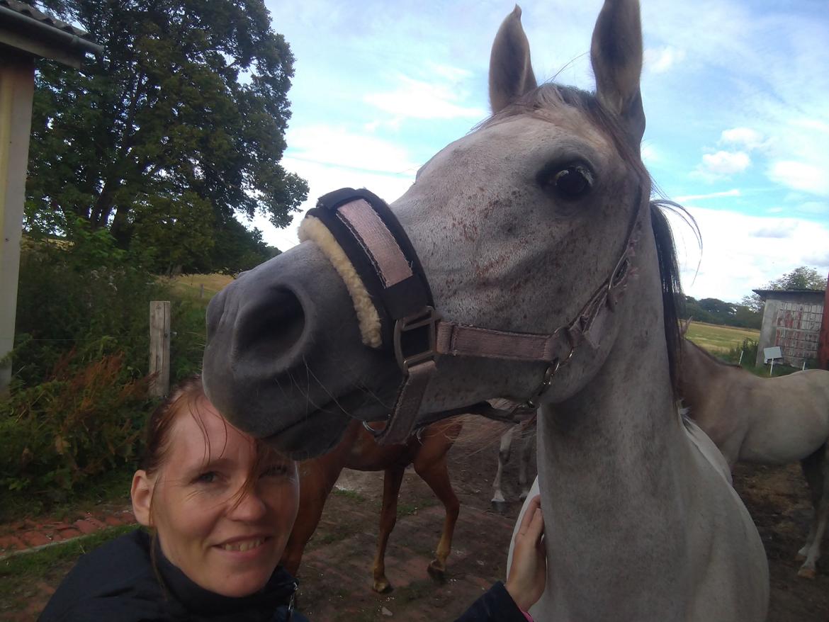 Arabisk fuldblod (OX) Sharifa Bint Jeska <3 *SOLGT* billede 20