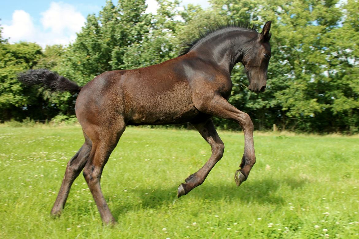 Barockpferd Grønvangs Lunara Ebony [Solgt] billede 6