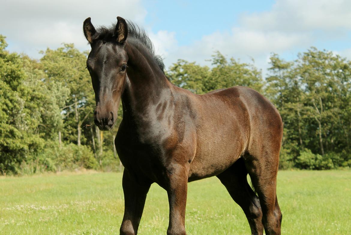 Barockpferd Grønvangs Lunara Ebony [Solgt] billede 4