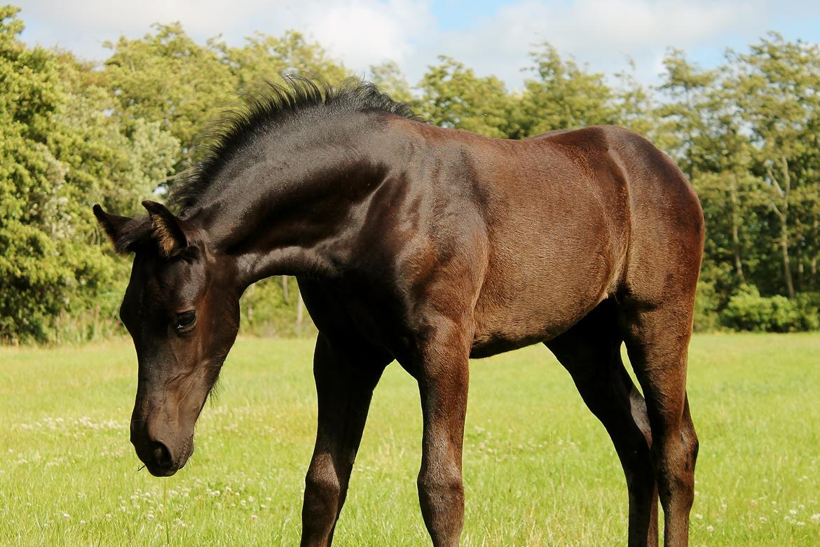 Barockpferd Grønvangs Lunara Ebony [Solgt] billede 19