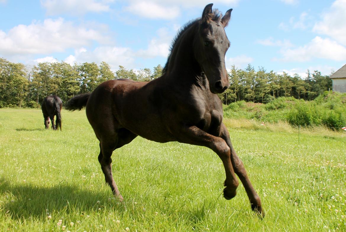 Barockpferd Grønvangs Lunara Ebony [Solgt] billede 15