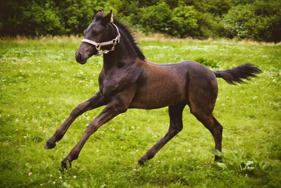 Barockpferd Grønvangs Lunara Ebony [Solgt] billede 2