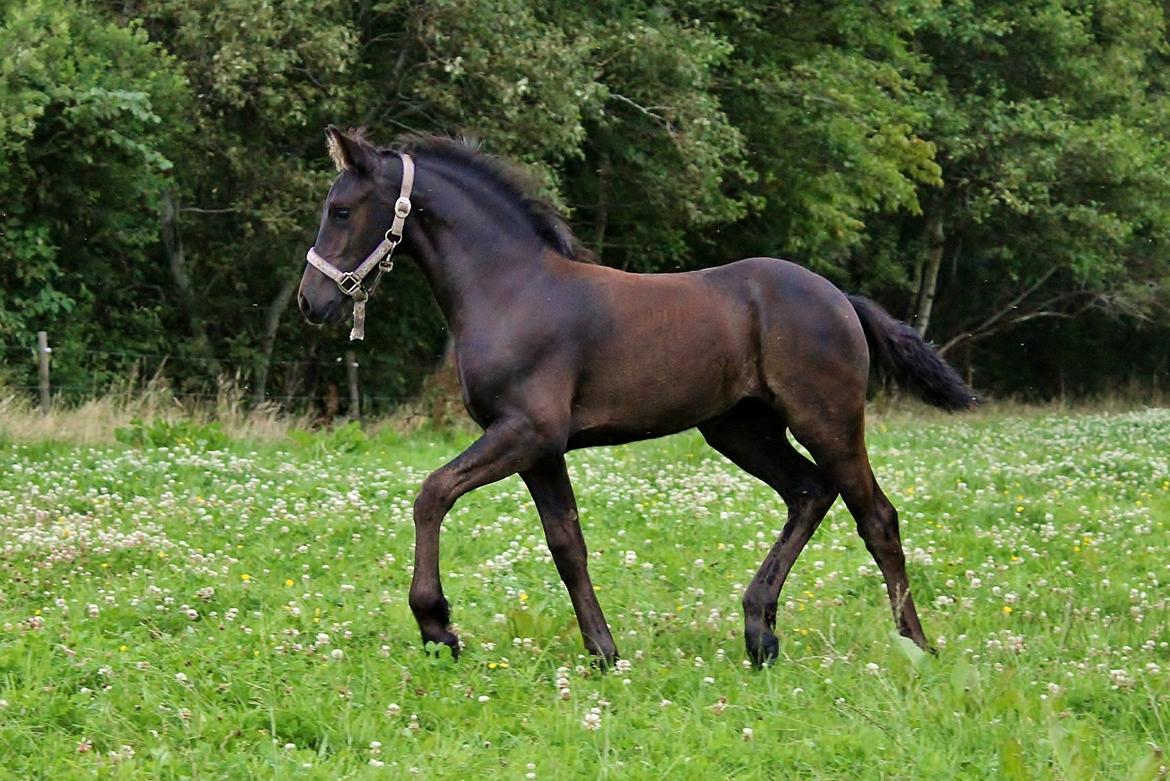 Barockpferd Grønvangs Lunara Ebony [Solgt] billede 9