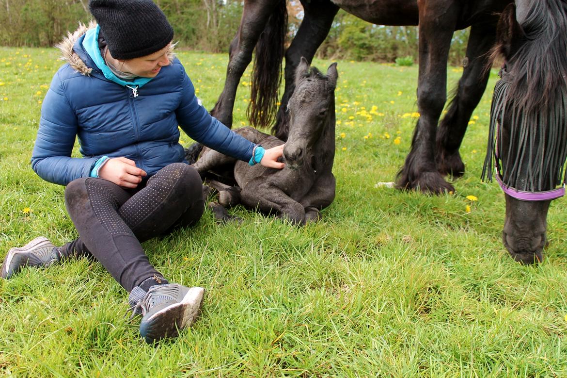 Barockpferd Grønvangs Lunara Ebony [Solgt] billede 16