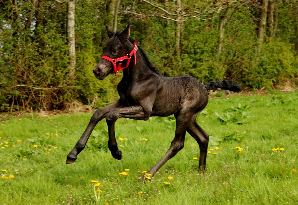 Barockpferd Grønvangs Lunara Ebony [Solgt] billede 7