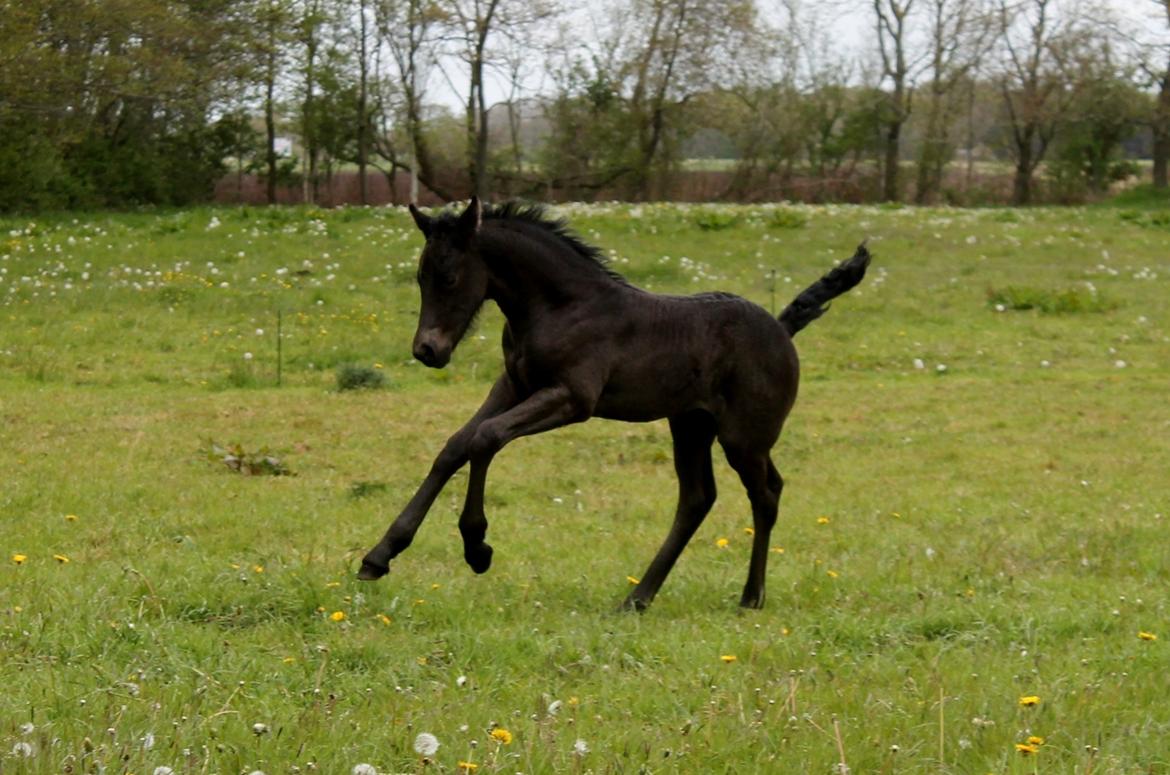 Barockpferd Grønvangs Lunara Ebony [Solgt] billede 14